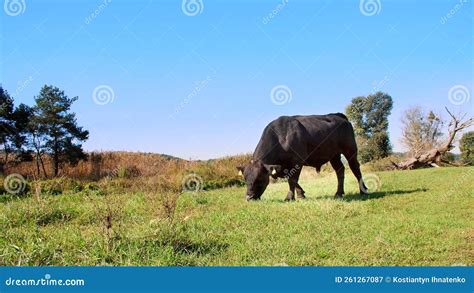 black bred|megan d – Black Bull Breeding.